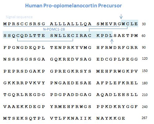 pomc sequence