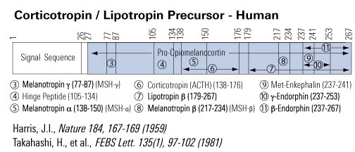 corticotropin sequence