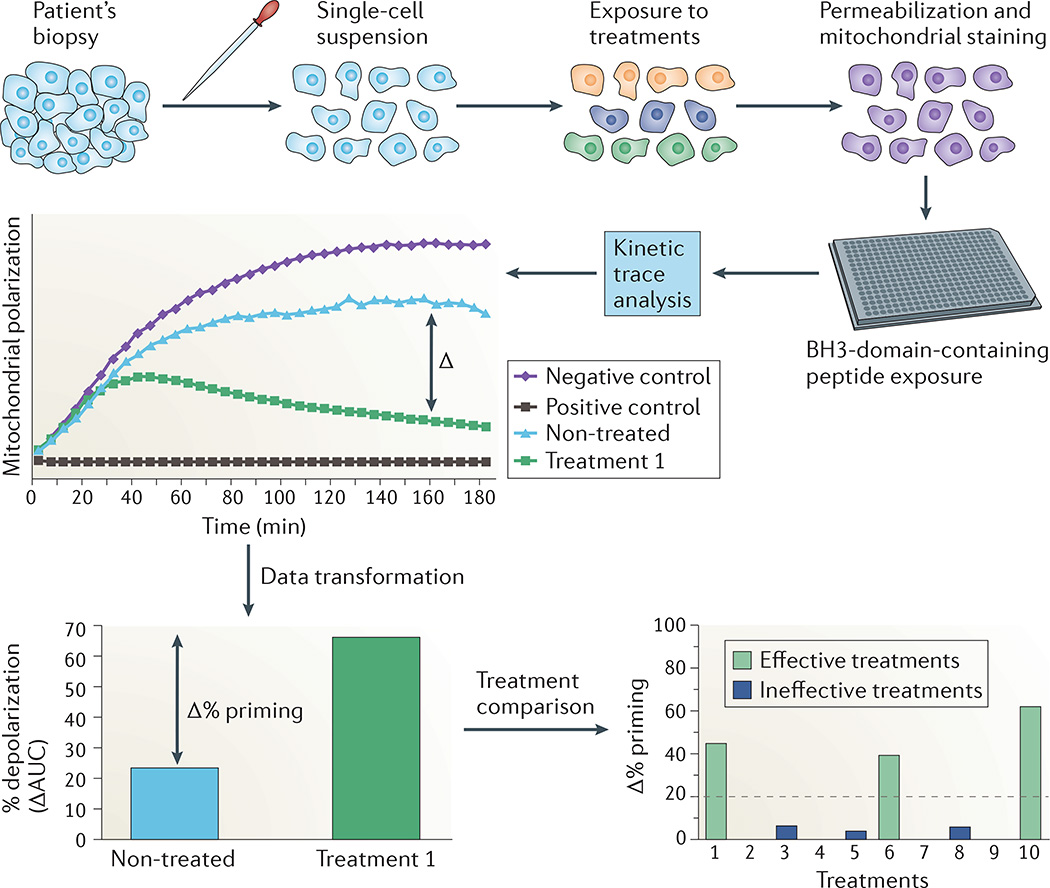 Dynamic BH3 profiling can predict patient responses to cancer therapies