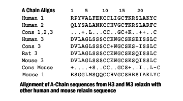 sequence comparison relaxin 3 a chain