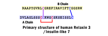 sequence structure relaxin 3