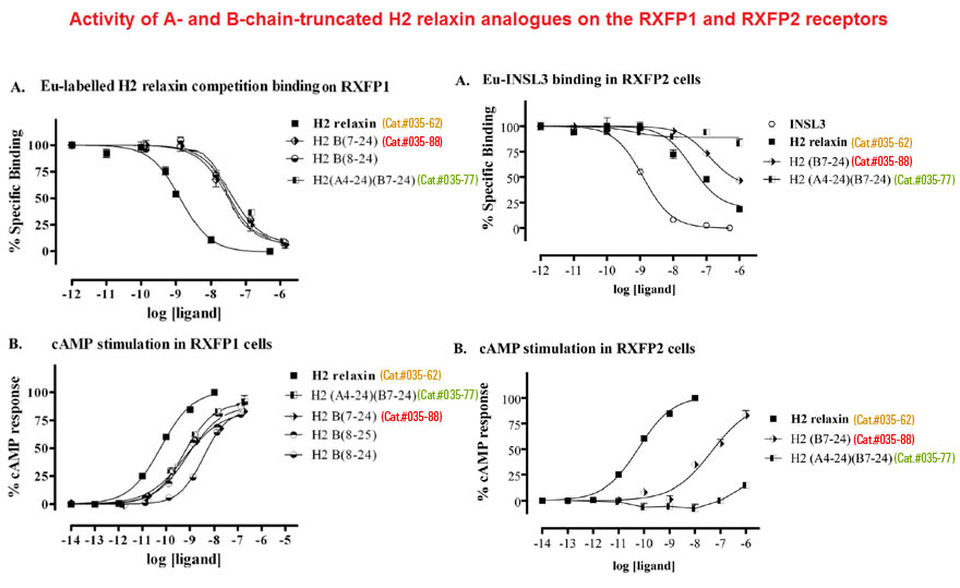 activity of h2 relaxin analogues