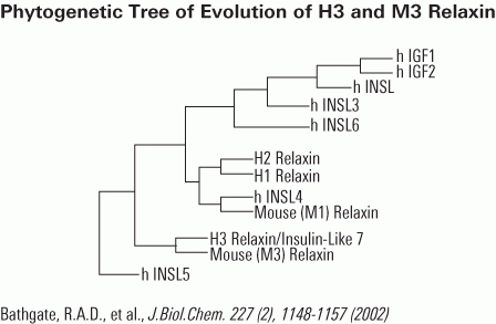 relaxin evolution of Human and mouse