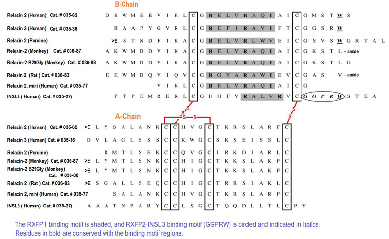 sequence comparison relaxin family