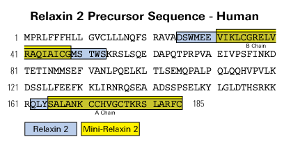 mini relaxin 2 sequence