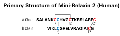 structure of mini-relaxin 2