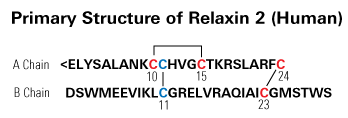 structure of relaxin 2