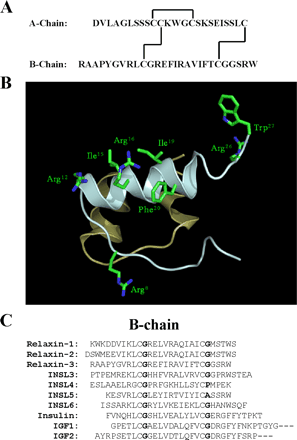 structure of relaxin 2