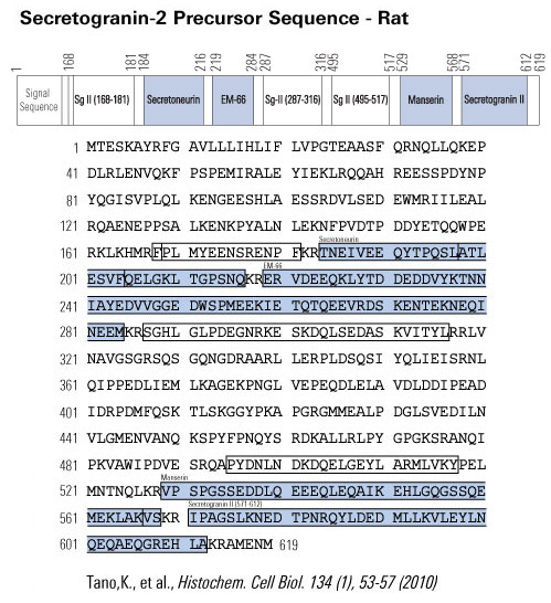 rat secretogranin-2 sequence
