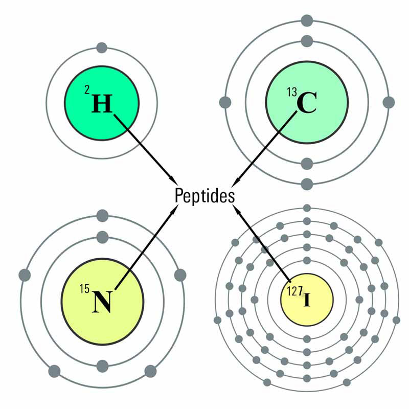 stable isotope labeling