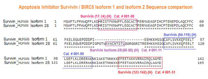 survivin isoform comparison