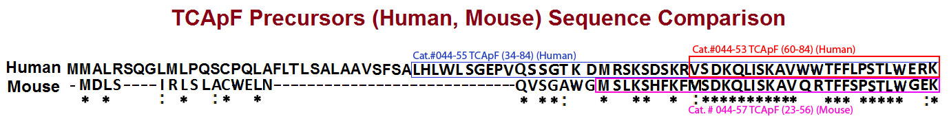 human mouse tcapf sequence comparison