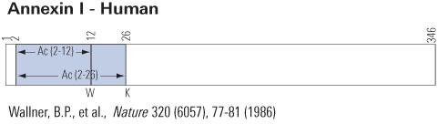 Annexin schematic