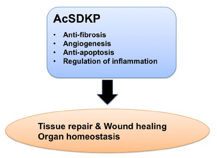 Beneficial effects of AcSDKP in the process of tissue repair. 