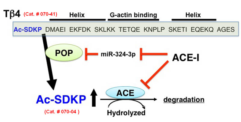 Synthesis  and metabolism of AcSDKP