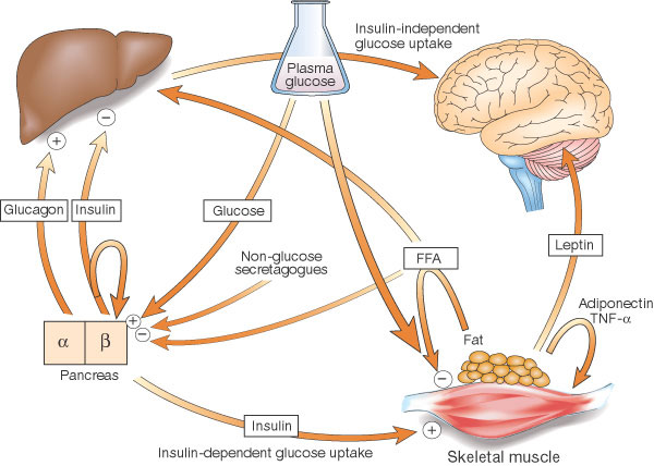 Cross-talk between tissues in the regulation of glucose metabolism.