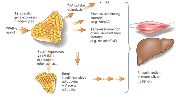 Potential mechanisms of insulin sensitization by PPAR-alpha ligand