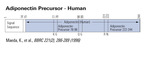 adiponectin precursor