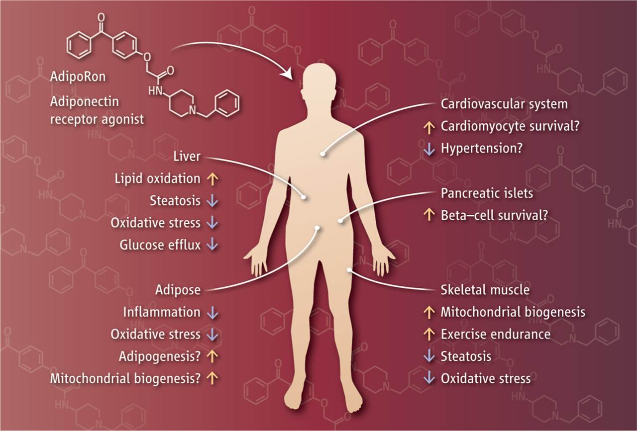 Muscle, heart, pancreas, liver, and adipocytes are key target tissues for adiponectin receptor activation.