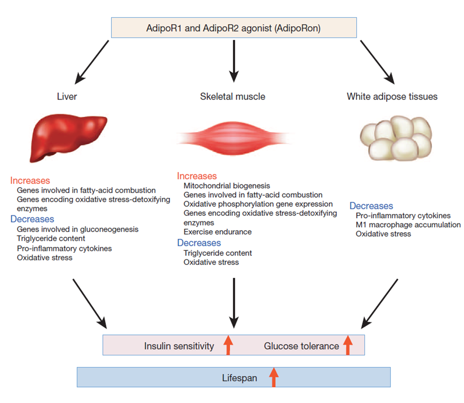 AdipoRon not only shifts the physiological profile of mice fed excess calories towards that of mice on a standard diet, but also modulates longevity pathways to prolong lifespan in mice.