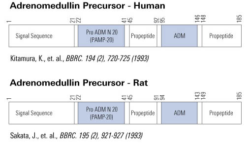 adm human and rat schematic