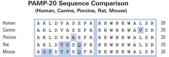 adrenomedullin precursor sequence comparison