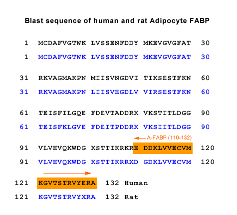 sequence A-FABP