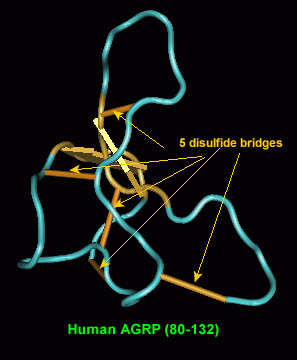 AGRP structure