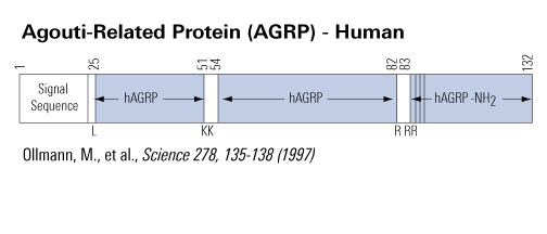 human agrp schematic