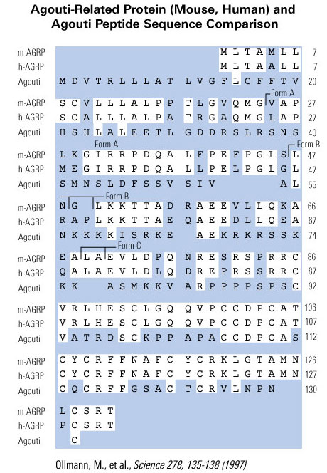 agrp sequence comparison