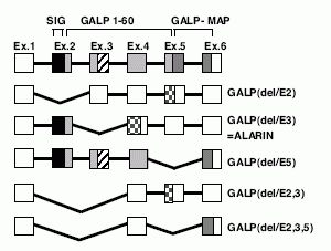Murine prepro-GALP gene splice variants.