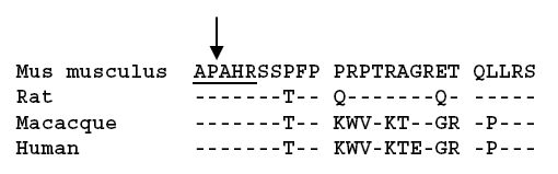 Amino acid sequence comparison of murine, rat, macaque, and human alarin. 