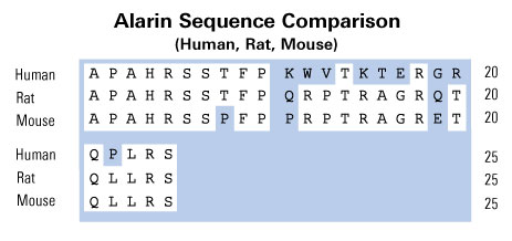Amino acid sequence comparison of murine, rat, macaque, and human alarin. 