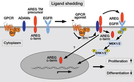Epidermal growth factor receptor