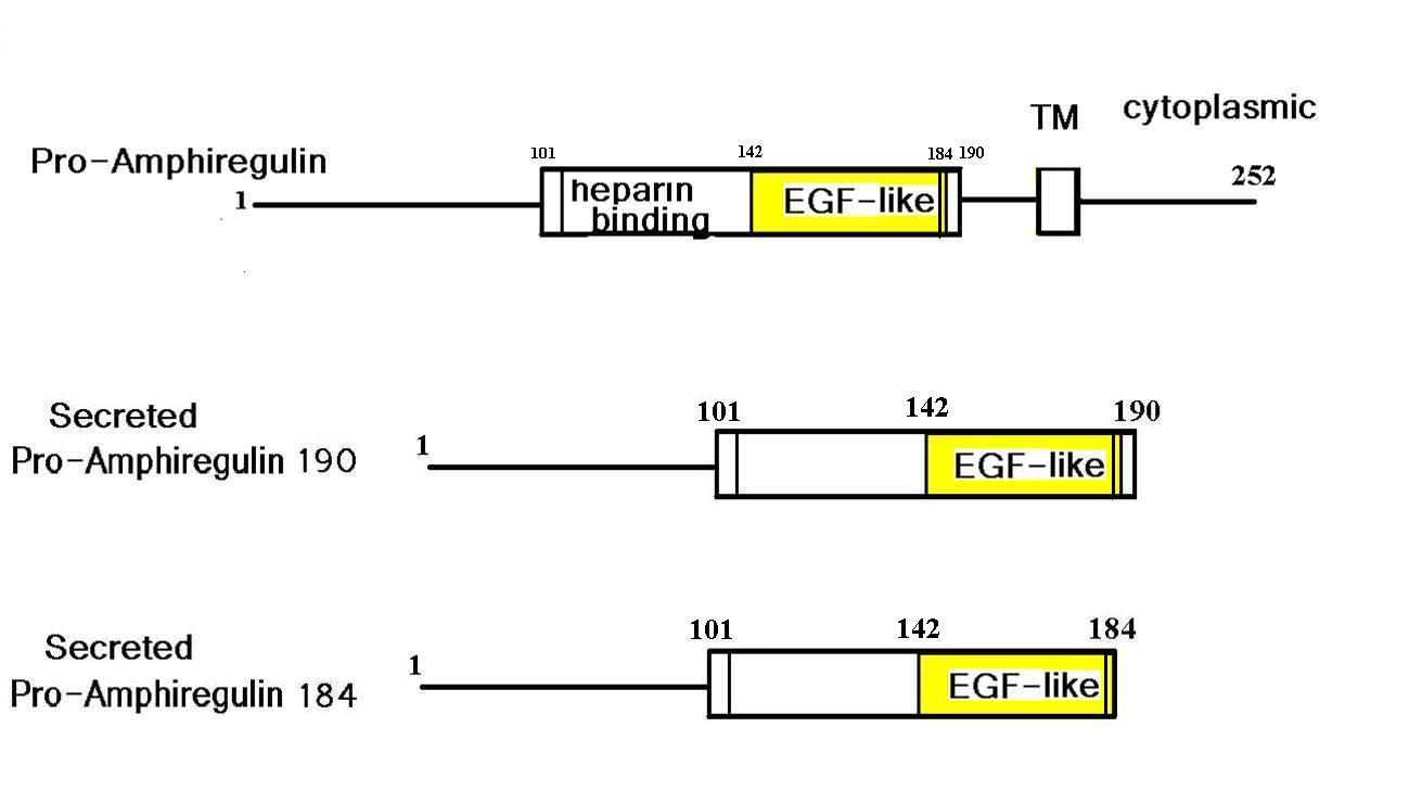 Pro-Amphiregulin and its derived peptides