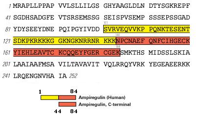 Amphiregulin (human) sequence