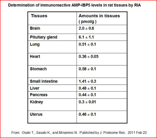 determination of immunoreactive AMP-IBP5 levels in rat tissue by RIA