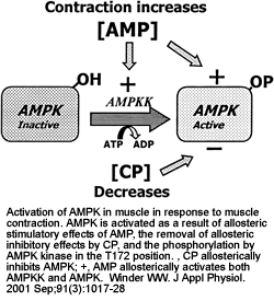 activation of ampk in muscle in response to muscle contraction