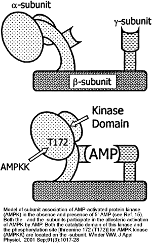 model of subunit association of AMP