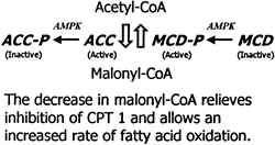the decrease in malonyl-CoA