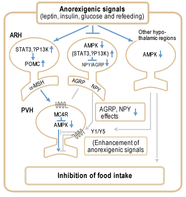 Proposed model for role of AMPK in anorexigenic signalling in the hypothalamus. 