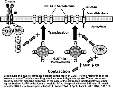 both insulin and muscle contraction trigger translocation of GLUT-4