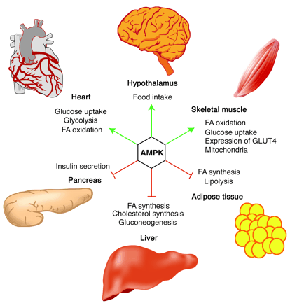 Role of AMPK in regulating energy balance at the whole-body level. 