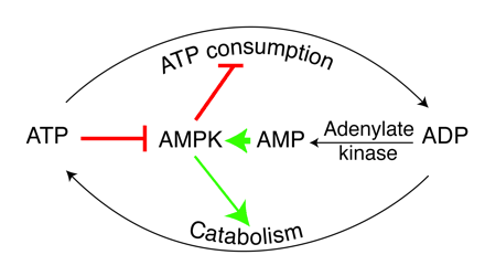Role of AMPK in regulating energy balance at the single-cell level. 