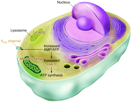 AMPK plays a role in the regulation of feeding