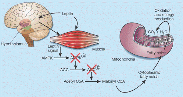 Leptin's control of fat in skeletal muscle2.