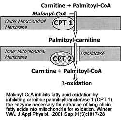 CPT-1