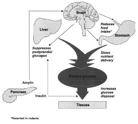 Insulin is the major hormonal regulator of glucose disposal. 