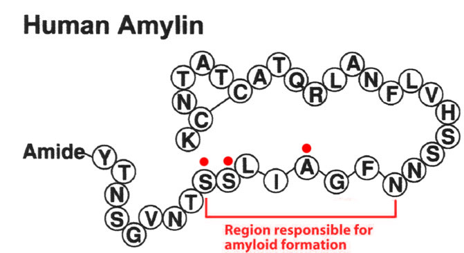 Human islet amyloid polypeptide (IAPP) (Amylin).