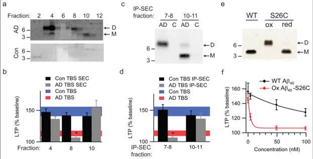 Soluble dimers are the smallest Aβ assembly form in human brain to acutely perturb synapse physiology